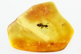 Detailed Fossil Ant (Formicidae) In Baltic Amber #346634-1
